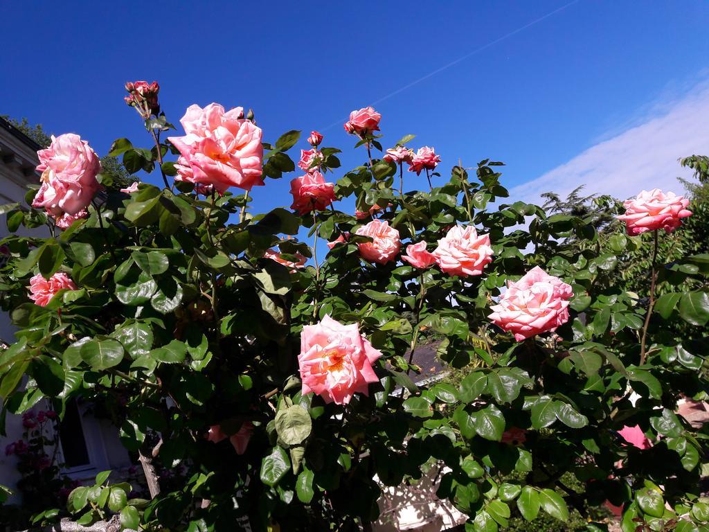 Le Vieux Vauvert Bed and Breakfast Rochecorbon Εξωτερικό φωτογραφία